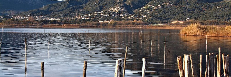 intelligence artificielle Biguglia (20620) Haute-Corse 2B (Corse)